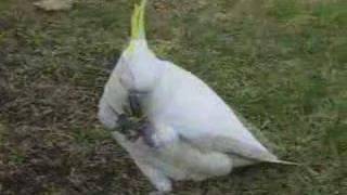 Greater Sulphur Crested Cockatoo in Sydney [upl. by Nahtanoy]