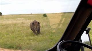 Black Rhino Charge Addo Elephant National Park CrissCross AdventuresAddo ToursSafaris [upl. by Nyladam]