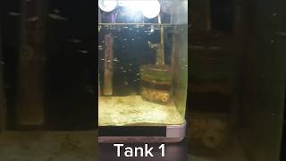 BABIES EVERYWHERE platy guppy fish australia youtubeshorts [upl. by Arval]