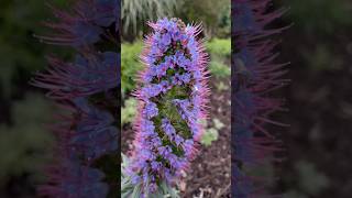 Auckland Botanic Gardens [upl. by Elyag438]