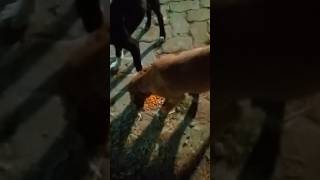 Street dog message 🥺💕🙏plz Sher doglover pets funnypetschannel  street dogs [upl. by Navillus]