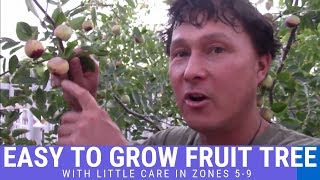 Easy to Grow Fruit Tree that Can Thrive with Little Care in Zones 59 Jujube aka Chinese Date [upl. by Reave]