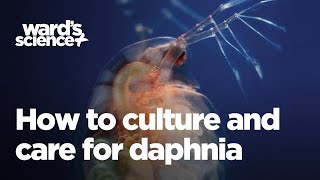 How to Culture and Care for Daphnia [upl. by Jefferson]