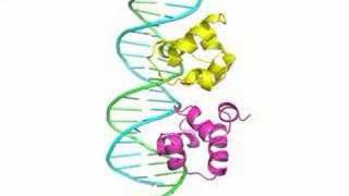 Phage 434 Repressor DNA Complex [upl. by Giarc579]