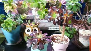 Aeonium Growing Tips and Updates aeonium succulents succulentcare [upl. by Chemarin733]