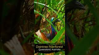 Daintree Rainforest – A MustSee Wonder of Australia australia queensland daintreerainforest [upl. by Eachelle225]