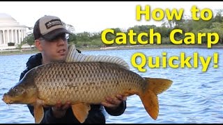 How to catch carp quickly  Fishing for carp with pack bait [upl. by Ynaffad]