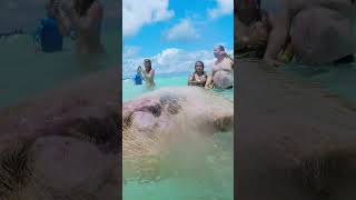 Swimming with Pigs in Nassau Bahamas swimmingwithpigs nassaubahamas nassau [upl. by Regina]