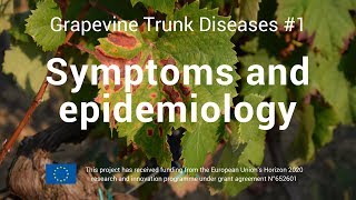 Grapevine Trunk Disease 1 Symtoms and epidemiology [upl. by Helm525]