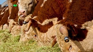 Hereford cattle the Chandler way [upl. by Anilram]