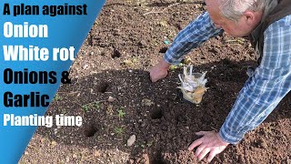 Onion amp Garlic planting a plan against White Rot and Couch grass removal [upl. by Cave]