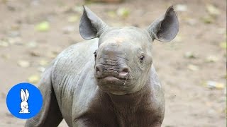 Baby Rhino Charging  FUNNIEST Compilation [upl. by Tadashi]