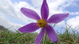 The Pasque flower  an Easter rarity  Natural History Museum [upl. by Ennagroeg]