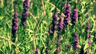 Purple Loosestrife  A Very Wicked Plant [upl. by Akihsar]