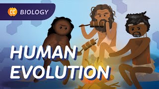 Human Evolution We Didnt Evolve From Chimps Crash Course Biology 19 [upl. by Naicad]