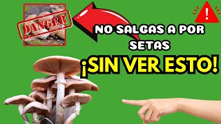 BENEFICIOS Y PROPIEDADES De Las SETAS Como MULTIALIMENTO Que Son🍄❤️🍴💪 [upl. by Ativak]