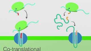 Endoplasmic Reticulum Protein Transport Cytoplasm to ER and ER to Cytoplasm [upl. by Bevon]