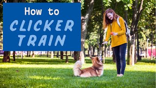 Dog Clicker Training Guide  How to Clicker Train A Dog [upl. by Onitnevuj]