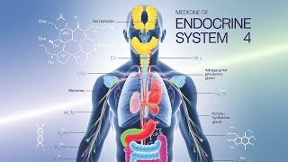 Medicine of endocrine system 4 MediMinds360 [upl. by Orbadiah480]