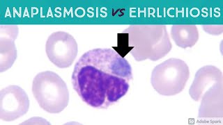 Anaplasmosis vs Ehrlichiosis Anaplasma phagocytophilum vs Ehrlichia chaffeensis amp ewingii [upl. by Lise]