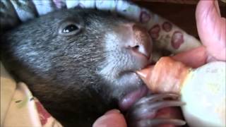 Baby Wombats Day [upl. by Gaskin]