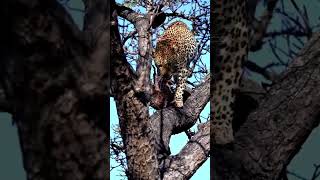 Leopard stakling lion in treeanimals wildlife wildanimals foryou fyp [upl. by Freedman206]