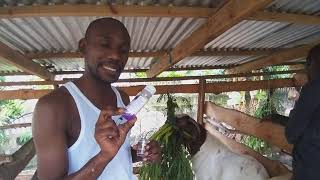 Deworming  How to deworm a goat using Ivermectin through an subcutaneous SQ injection [upl. by Cocks]