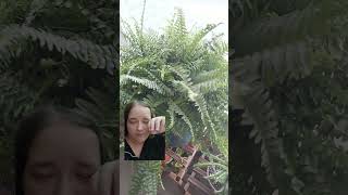 Boston fern care in 60secs [upl. by Keel]