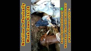 08 Nov 2024 Nutrition for Rehabilitating Physically Weak Cows [upl. by Law]