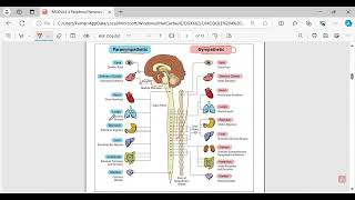 Nervous system in Detail CNS amp PNS  BRAIN  Somatic and Autonomic nervous system [upl. by Acirema937]