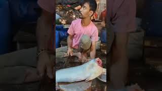 10 kg Giant Monster wallgo Attu catfish cutting skills snorts video [upl. by Tressia716]