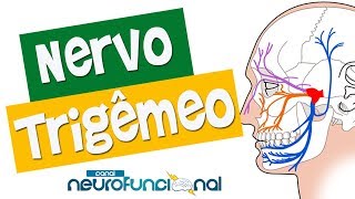 NERVO TRIGÊMEO  Anatomia Trajeto Funções e Avaliação Vídeo Aula [upl. by Linnet]