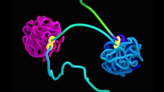 How does DNA fold The loop extrusion model [upl. by Almita]