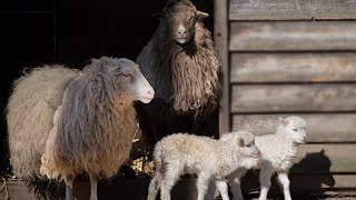 Significado De Soñar Con Vacas Ovejas Chivos Cabras Y Que Te Regalen Uno De Estos Parte 2 [upl. by Anifur38]