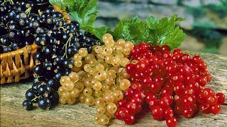 How to Plant Blackcurrants amp Currants Easy Fruit Growing Guide [upl. by Ahseket]