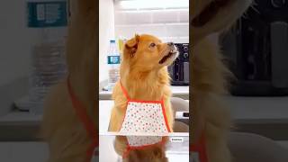 Dog cooking with owner and their both reaction shorts [upl. by Htelimay]