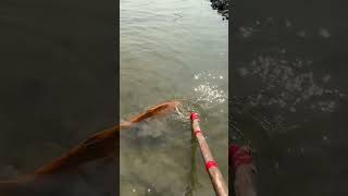 Most Unique Fishing Technique fishing viral trending amazing fypシ shorts [upl. by Favrot]