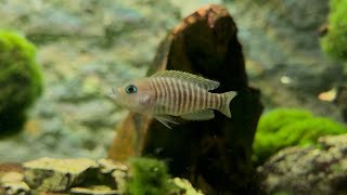 The smallest cichlids  Neolamprologus multifasciatus [upl. by Oiled747]