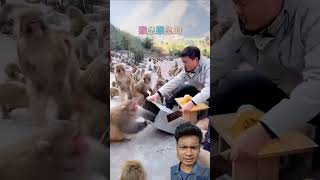 Monkey funnymonkey 😂😂 sceneshortvideo shorts [upl. by Ram]