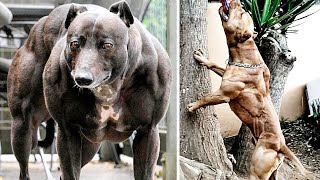 THE MOST MUSCULAR DOG BREEDS [upl. by Ehrman]