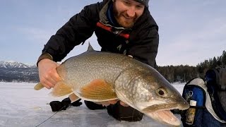 AMAZING LAKE TROUT ACTION  Ice Fishing Lake Trout [upl. by Nnylhtak]