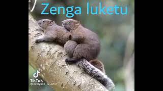 zonga loketo [upl. by Gareri]