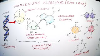 NUKLEINSKE KISELINE DNK DEZOKSIRIBONUKLEINSKA KISELINA I RNK RIBONUKLEINSKA KISELINA [upl. by Sell]