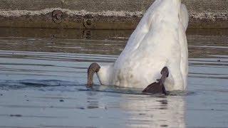 Diving swan  Lebada scufundatoare [upl. by Fia19]