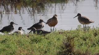 Marbled Godwit preening [upl. by Rednael]