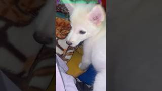 Beta ko Dara diya😂😂ytshorts indianspitz trending pets [upl. by Ettenig]