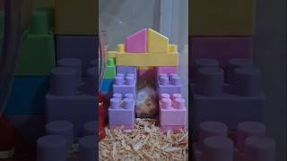 Funny Hamster Breeding 😆 pets hamsters [upl. by Yasmine118]