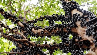 Brazils Annual Harvest and Processing of Over a Million Jabuticaba [upl. by Danzig]