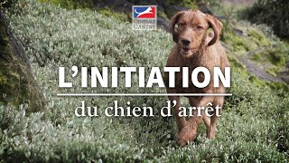 L INITIATION DU CHIEN DARRÊT  Chiens de chasse Ep 4 [upl. by Royo]