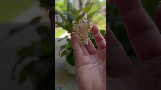 Rare Shell Unboxing RamoseBranch Murex rareshell branchmurex ramosemurex Chicoreusramosus [upl. by Noned372]